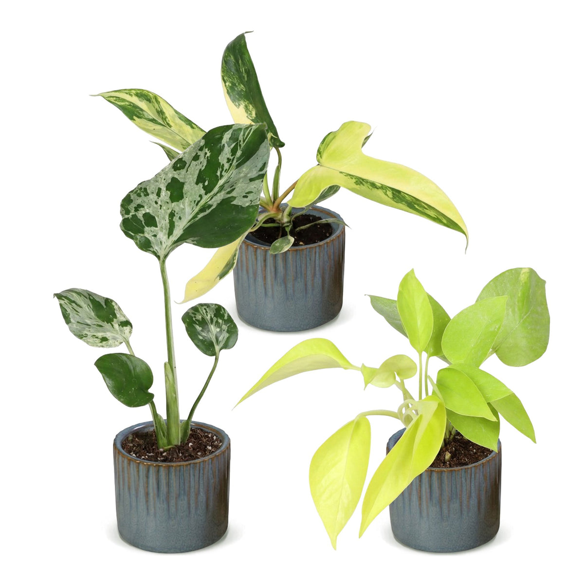 3x Baby Tropical Mix - Diversen - Tropisch - incl. Linnea Misty Blue - Ø6cm - ↕10-15cm, detail van het blad
