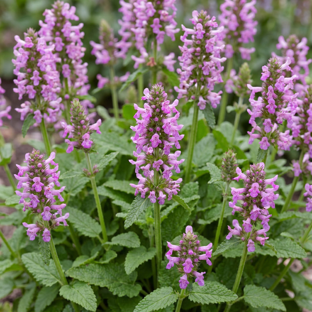Stachys off. Ukkie - Ezeloor, detail van het blad