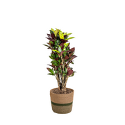 Codiaeum &