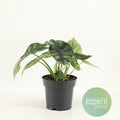 Productfoto van Alocasia Dragon Scale
