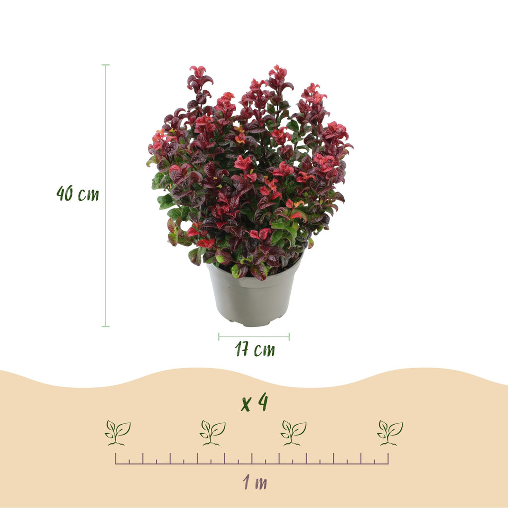 Leucothoe Curly Red, plant in pot