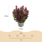 Leucothoe Curly Red, plant in pot