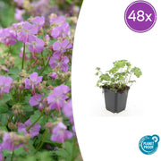 Geranium cant. &