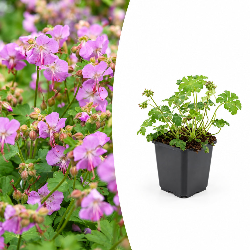 Geranium cant. 'Cambridge', plant in pot