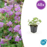 Geranium cant. 'Cambridge'