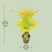 Acer palmatum Orange Dream