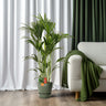 Howea Forsteriana