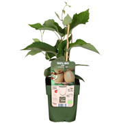 Zomervruchten, BIO fruitplanten mix van 4 soorten