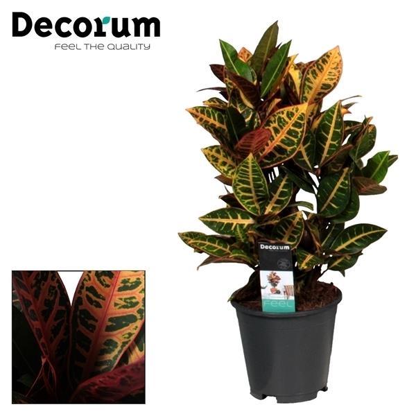 Productfoto van Croton Petra