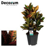 Croton Petra