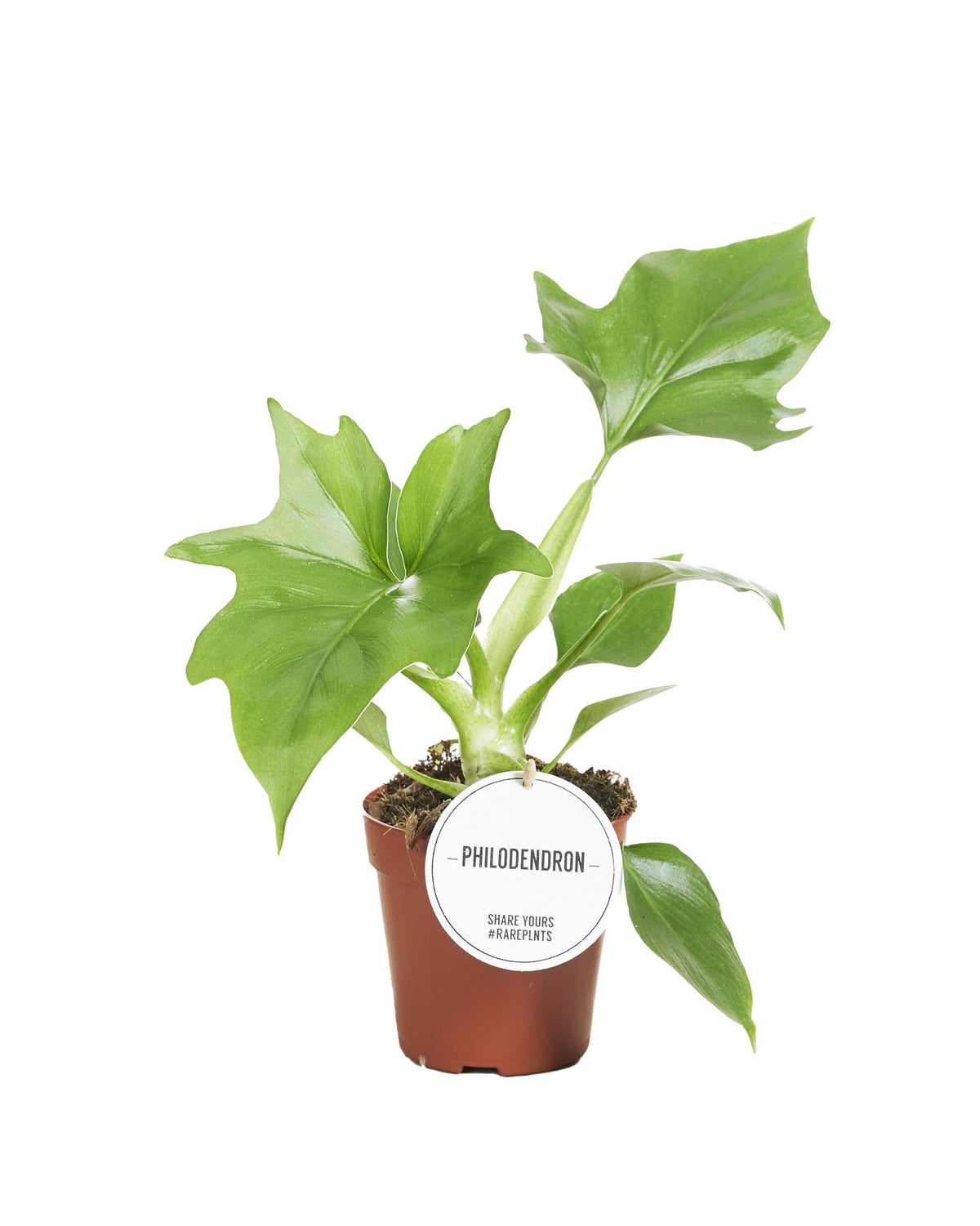 Productfoto van Philodendron Warszewiczii