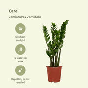 2x Zamioculcas Zamiifolia - Emerald palm