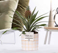 Ananas Rosita In P&PURE Tirza Ceramics, plant in pot