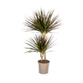 Dracaena Marginata Magenta, plant in pot