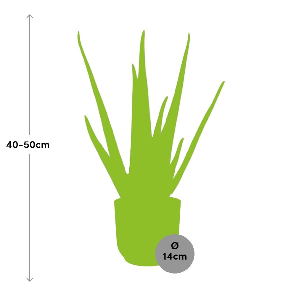 Detailfoto van Aloe Vera 12cm in ELHO Vibes Fold 14cm roze
