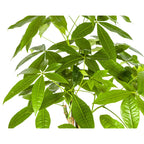 Pachira Aquatica met mand, kenmerkend blad