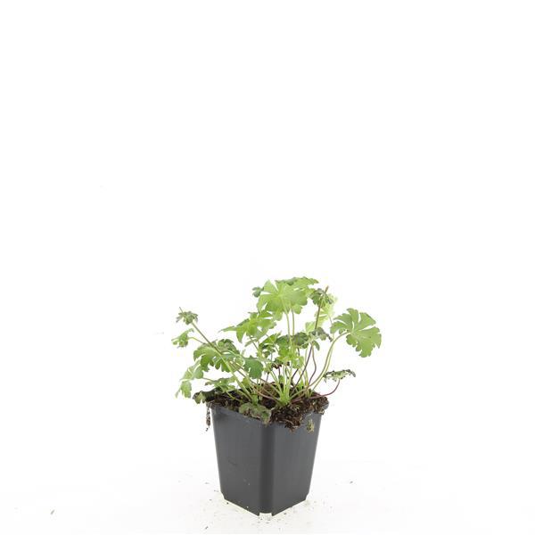 Geranium sang. 'Album', groene bladeren