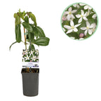 Productafbeelding van Pureplant