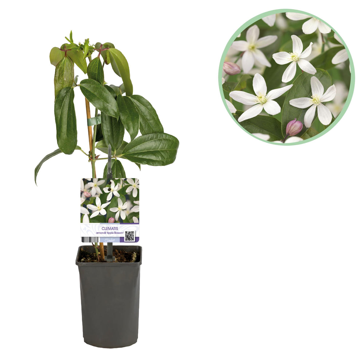Productafbeelding van Pureplant