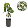 Clematis armandii Apple Blossom