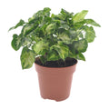 Productfoto van Syngonium Pixie
