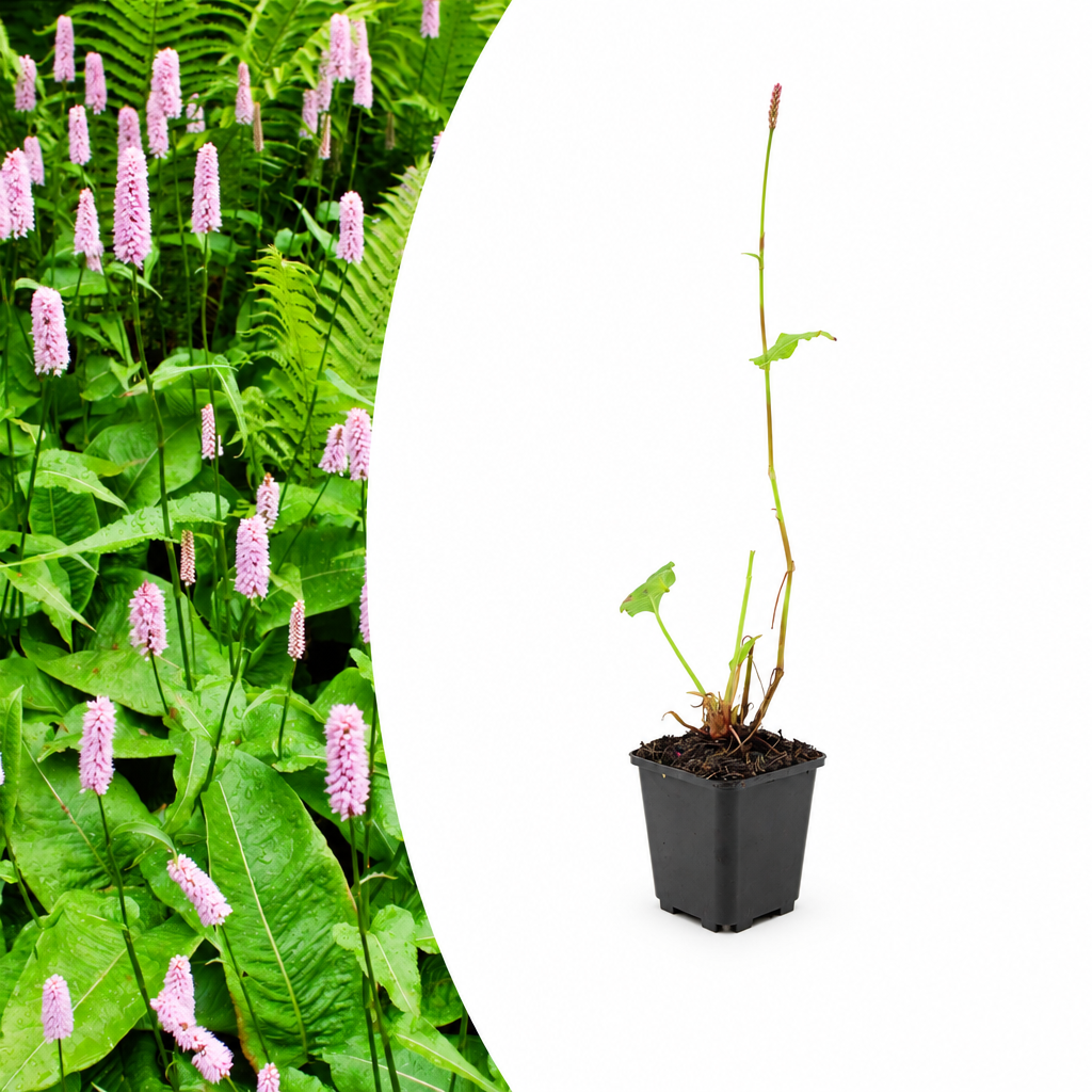 Persicaria a. 'Alba', plant in pot