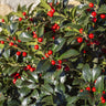 Ilex meserveae Blue Maid