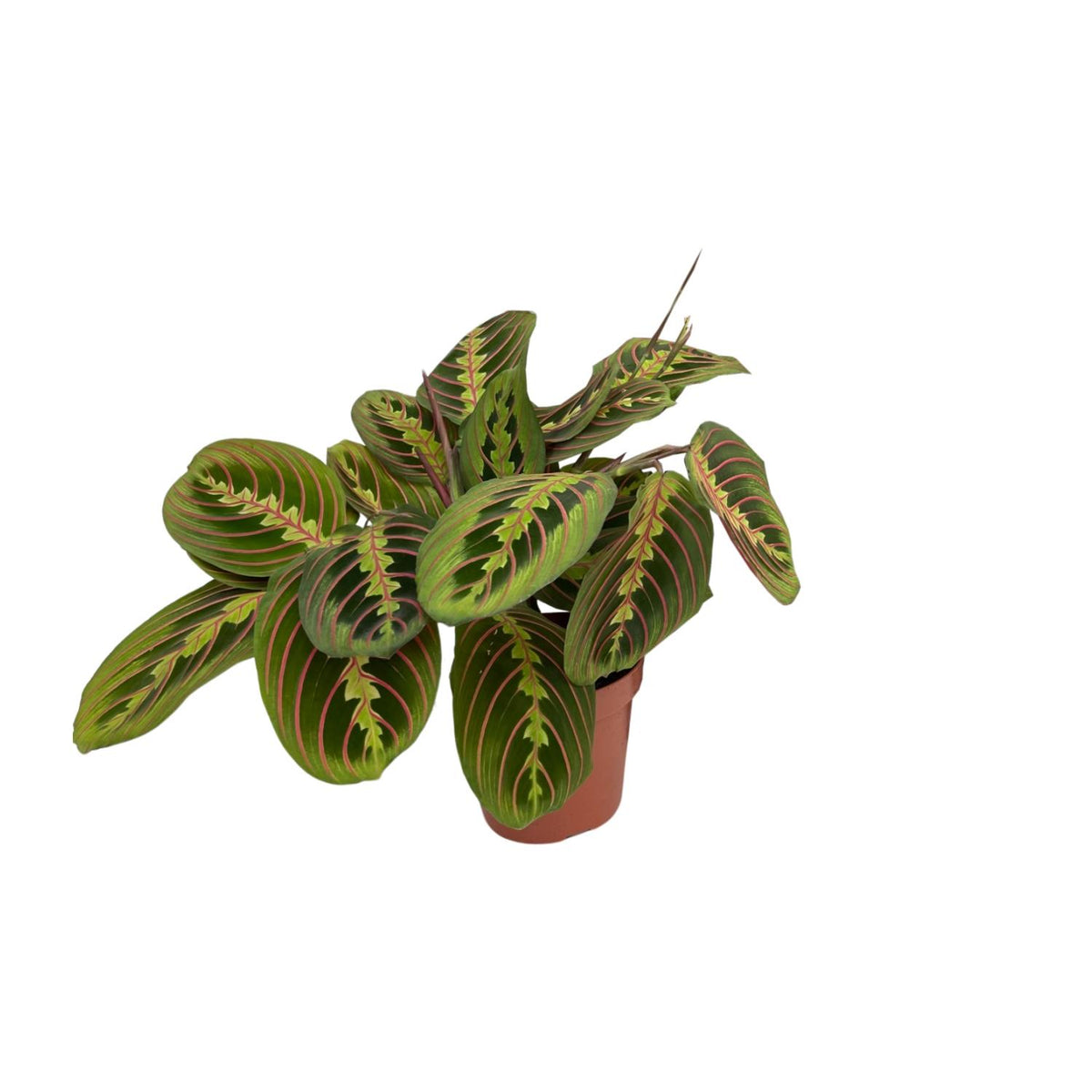 Productfoto van Maranta Fascinator (Pijlwortel)