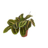 Maranta Fascinator (Pijlwortel)