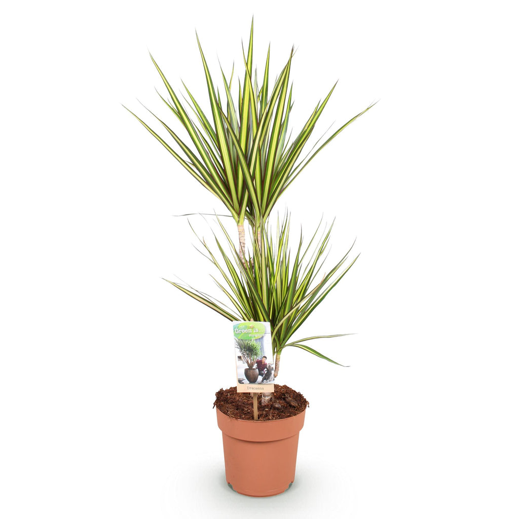 Dracaena Sunray, 70-75 cm hoog, compacte kamerplant