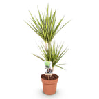Dracaena Sunray, 70-75 cm hoog, compacte kamerplant