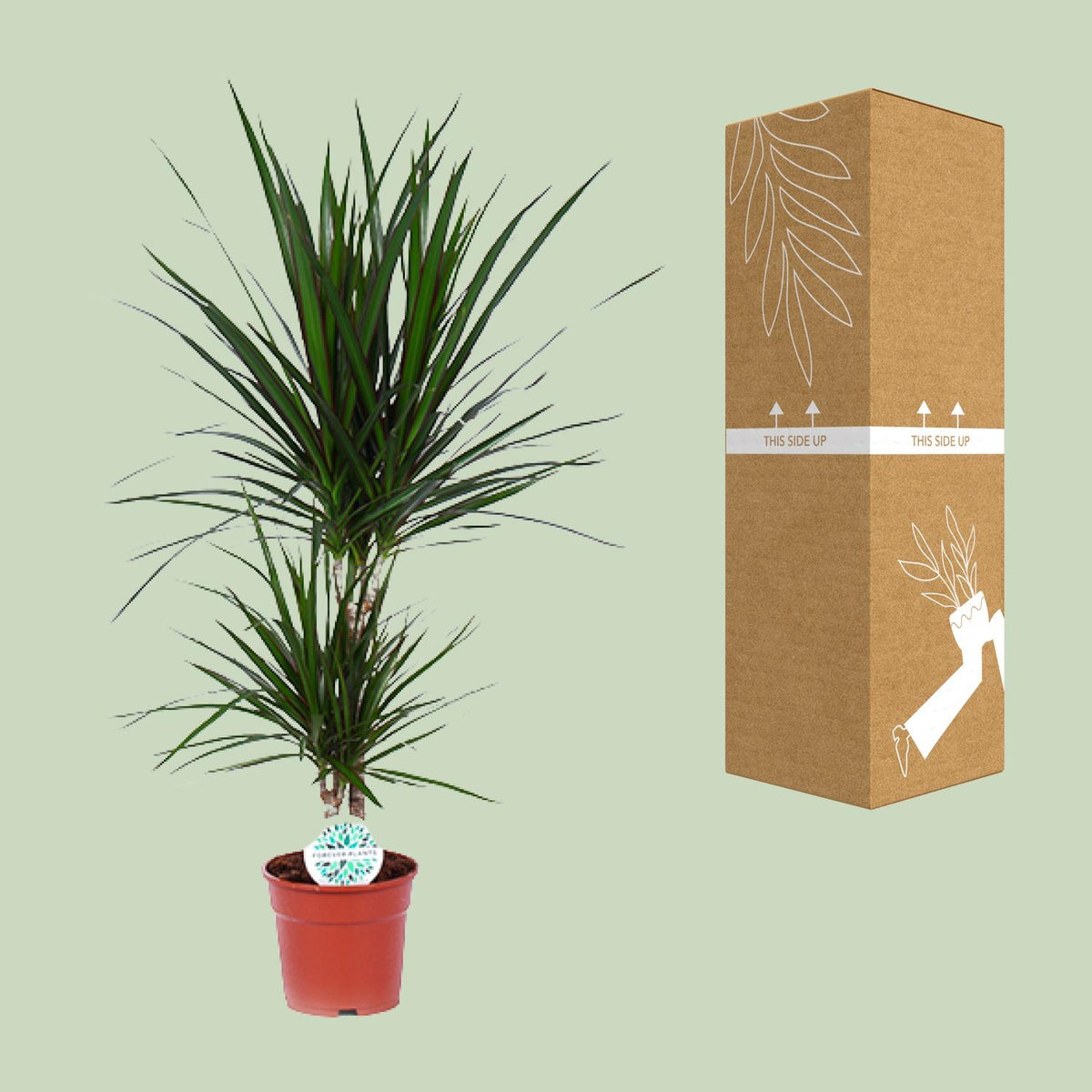 Detailfoto van Dracaena Marginata