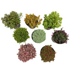 Rotsplanten mix - 8 stuks, kenmerkend blad