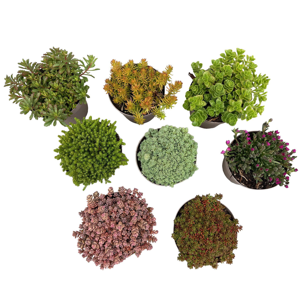 Rotsplanten mix - 8 stuks, kenmerkend blad