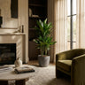 Dracaena Janet Lindt met grijze pot