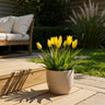 Tulp Sylvestris