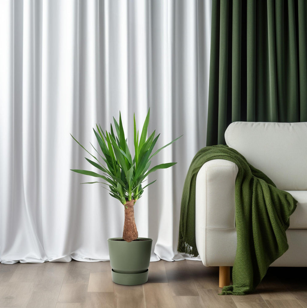 Productfoto van Yucca Maya Tree 30stam