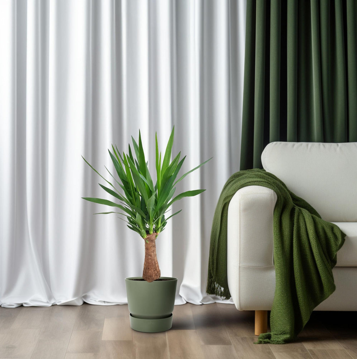 Productfoto van Yucca Maya Tree 30stam