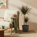 Dracaena Magenta, plant in pot