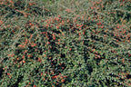 Cotoneaster suec. 'Coral Beauty', groene bladeren
