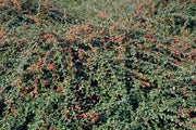 Cotoneaster suec. &