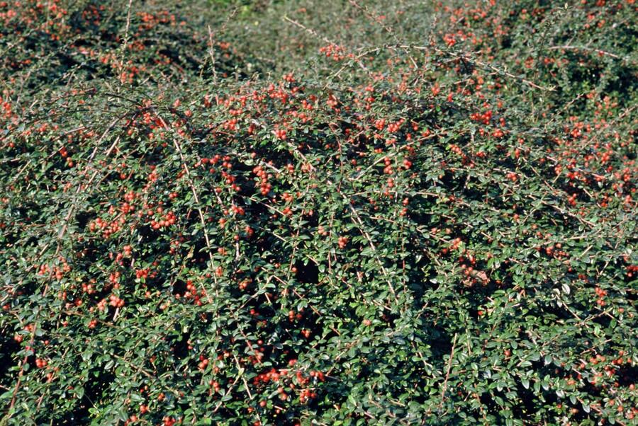 Cotoneaster suec. 'Coral Beauty', groene bladeren