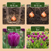 Triomftulp Purple bloembollen, paars, foto 4