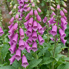 Vingerhoedskruid 'Dalmatian Purple', schaduwplant, paars, plant in kweekpot