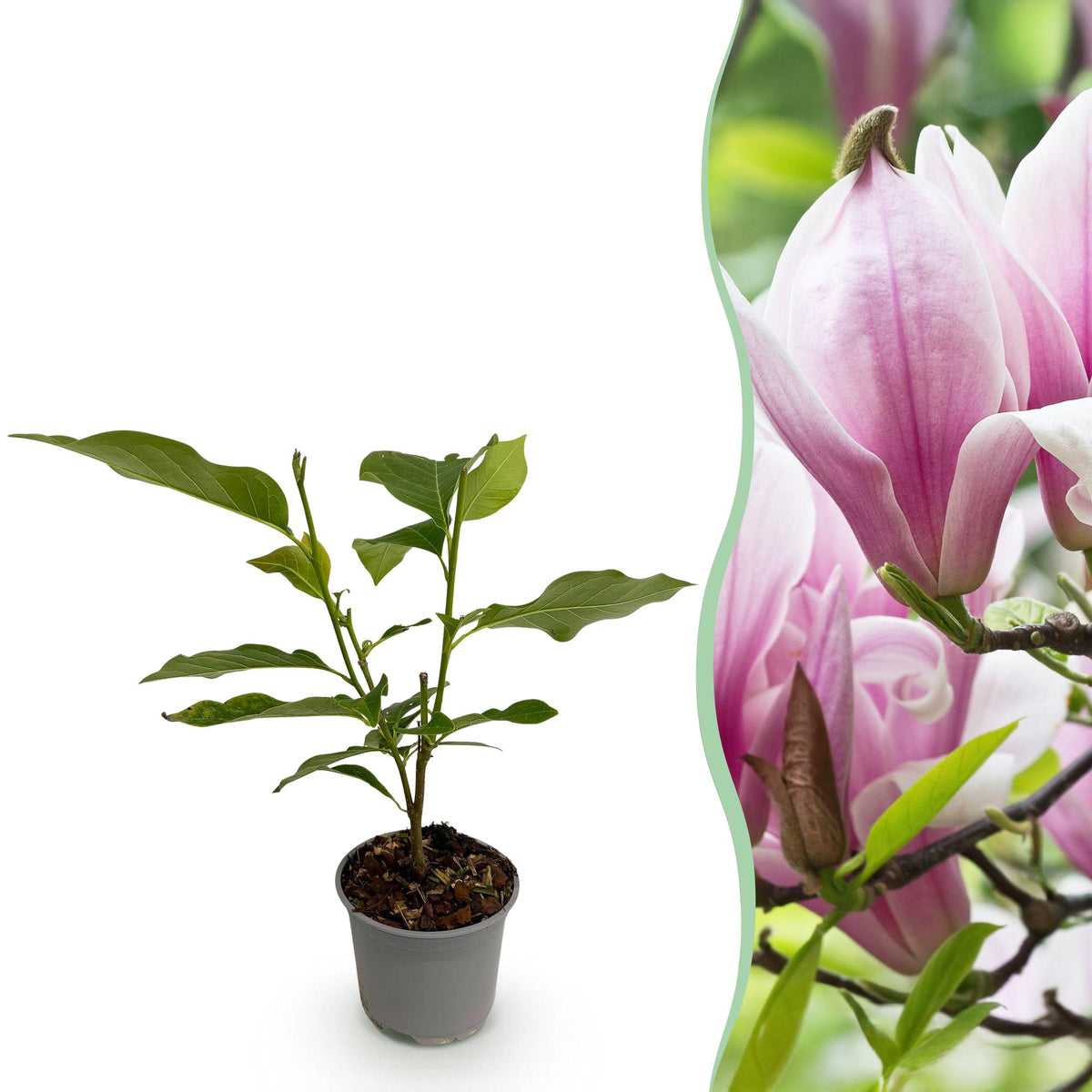Magnolia George Henry Kern, plant in pot