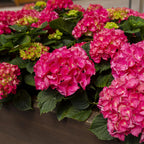 Bolhortensia rood, heester met rode bloembollen, decoratieve plant