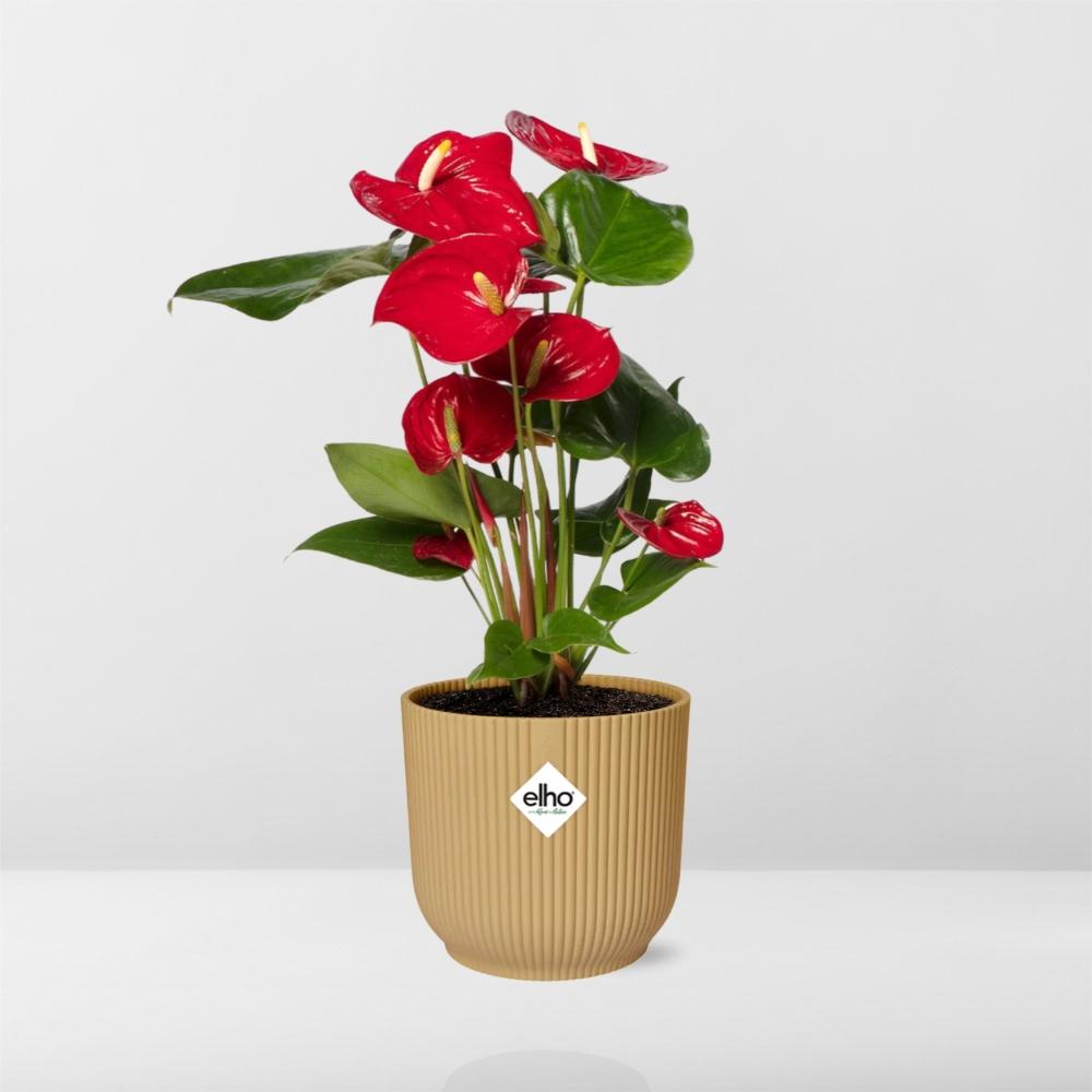 Detailfoto van Anthurium Red 12cm in ELHO Vibes Fold 14cm geel