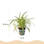 Chlorophytum comosum Variegatum met mand, kenmerkend blad