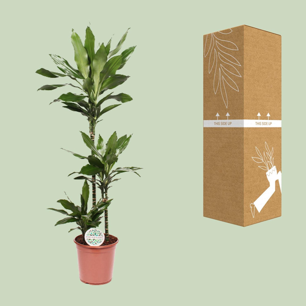 Detailfoto van Dracaena Janet Lind