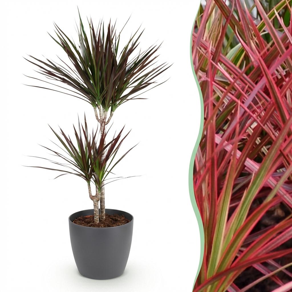 Dracaena Magenta, kenmerkend blad